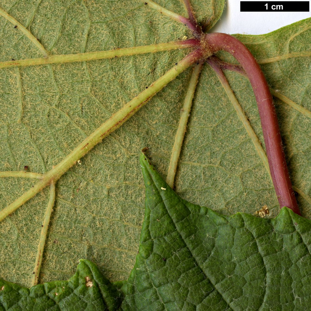 High resolution image: Family: Vitaceae - Genus: Vitis - Taxon: coignetiae