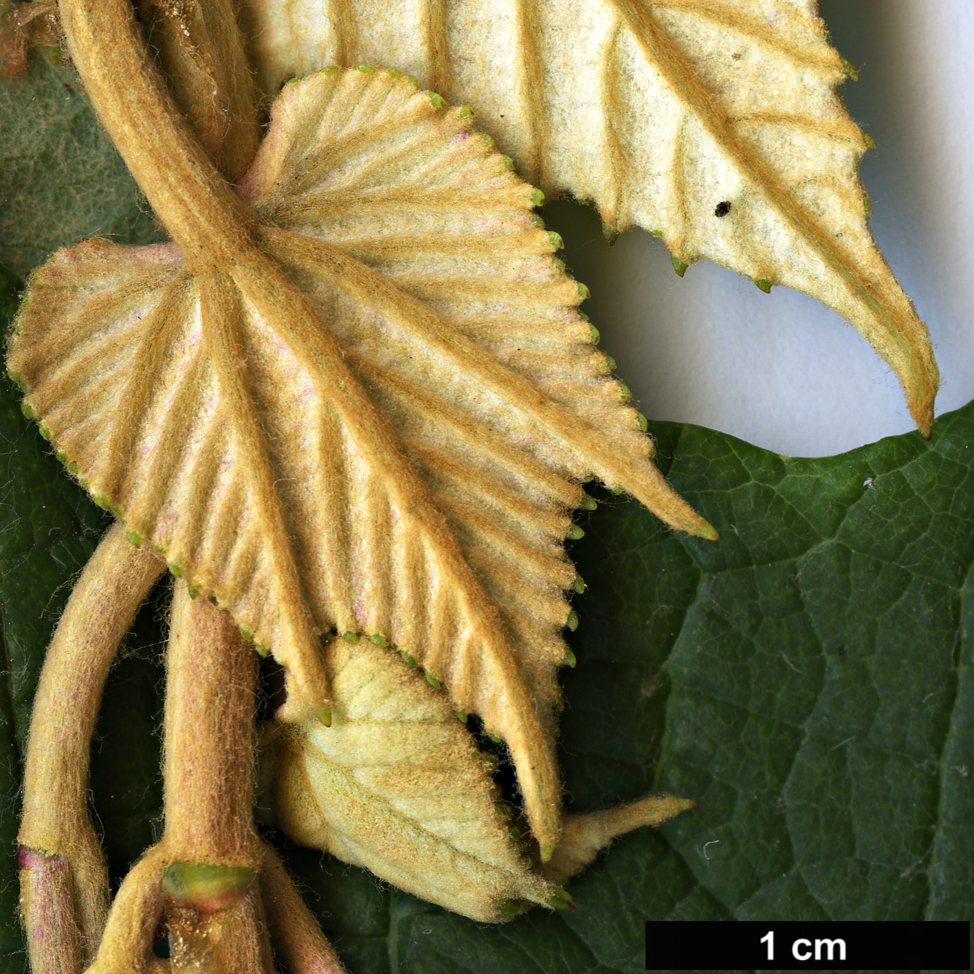 High resolution image: Family: Vitaceae - Genus: Vitis - Taxon: coignetiae