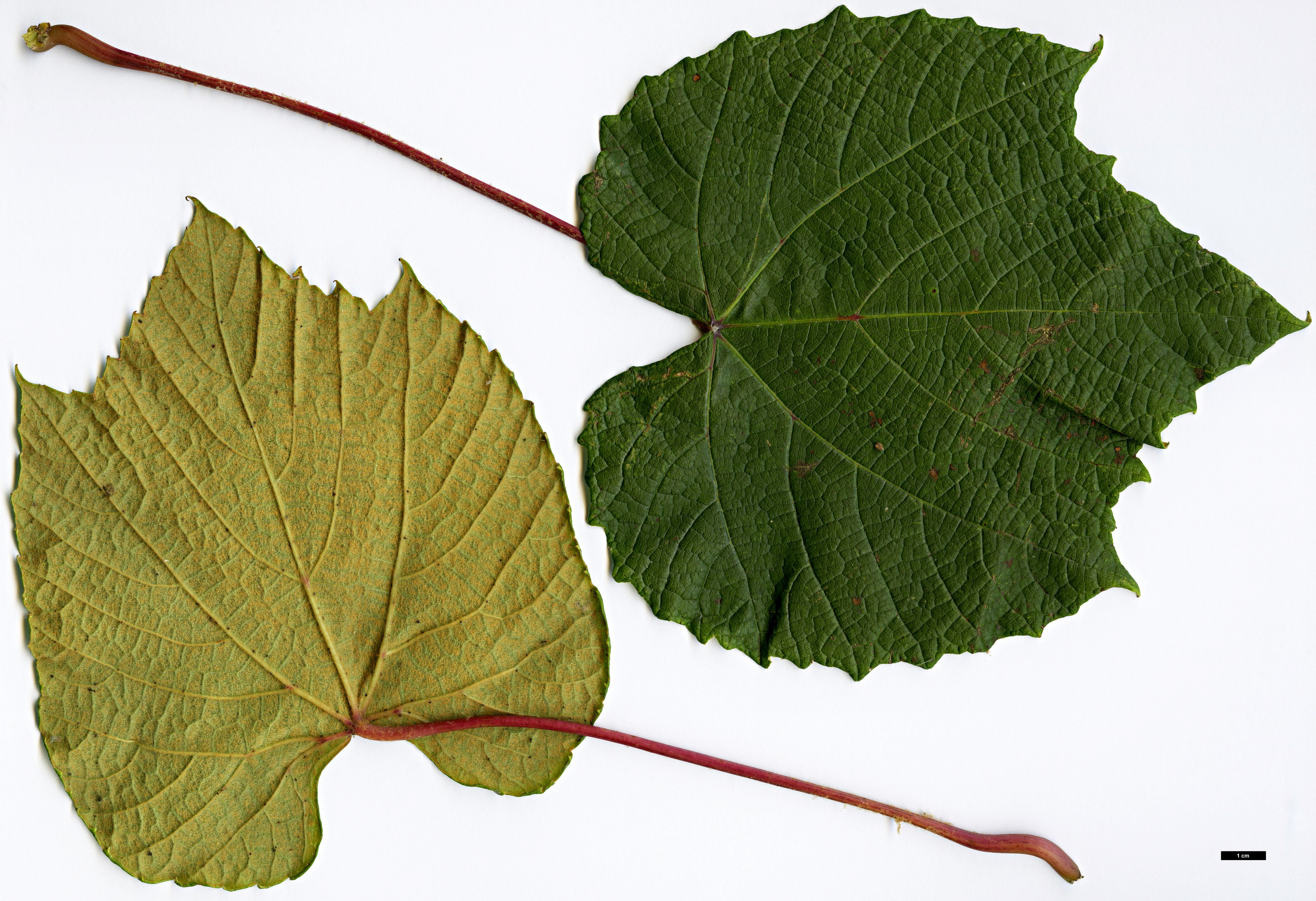 High resolution image: Family: Vitaceae - Genus: Vitis - Taxon: coignetiae