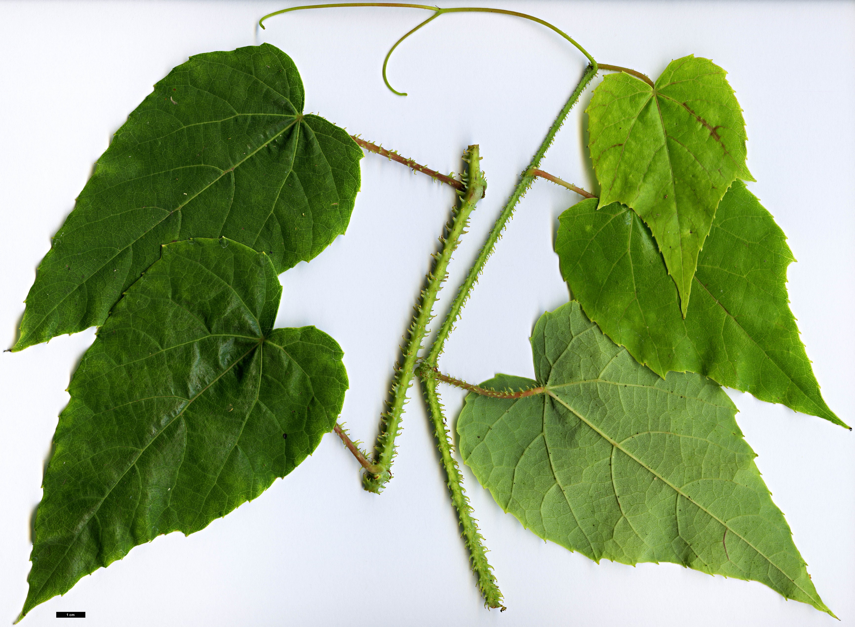 High resolution image: Family: Vitaceae - Genus: Vitis - Taxon: davidii