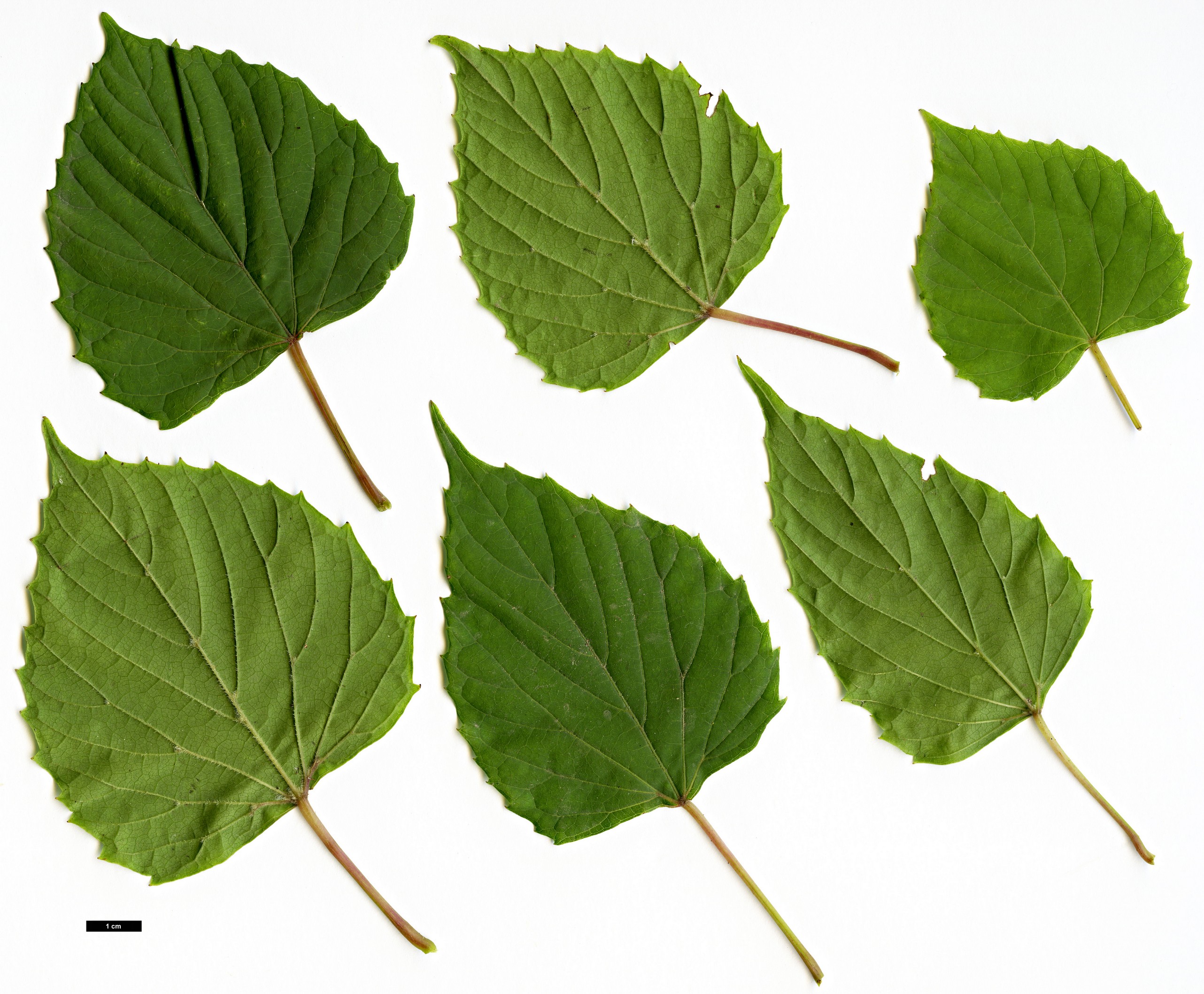 High resolution image: Family: Vitaceae - Genus: Vitis - Taxon: flexuosa