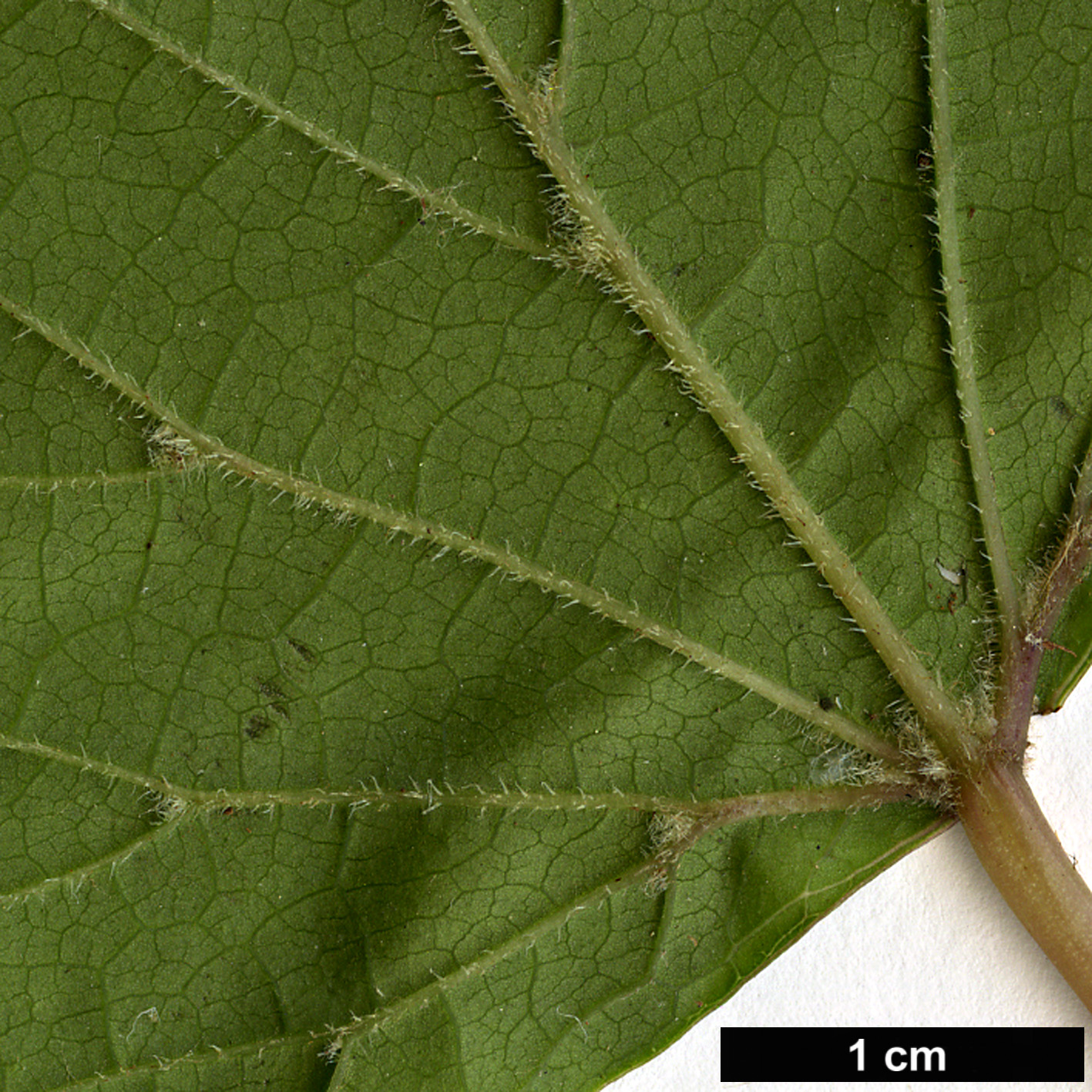 High resolution image: Family: Vitaceae - Genus: Vitis - Taxon: flexuosa