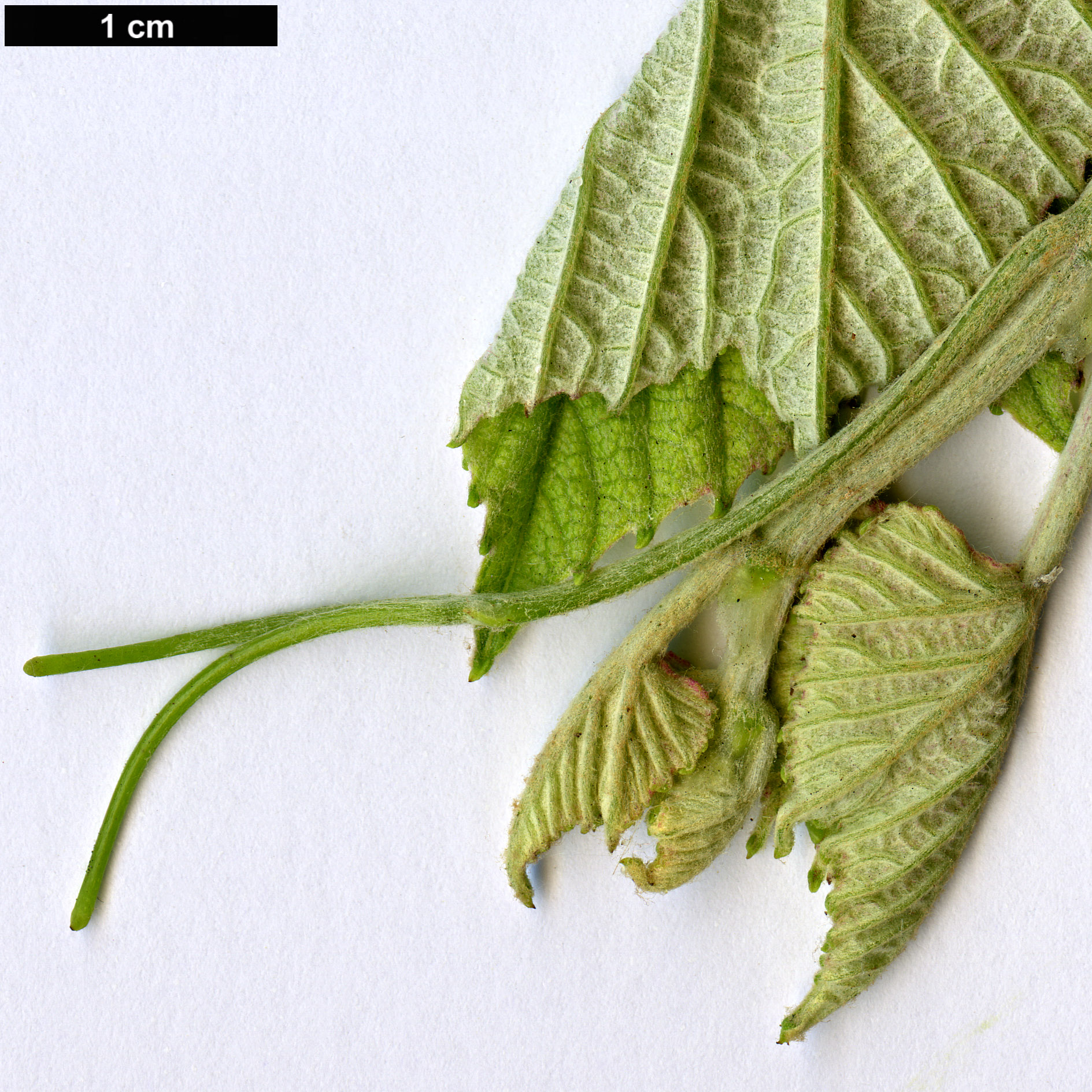 High resolution image: Family: Vitaceae - Genus: Vitis - Taxon: labrusca