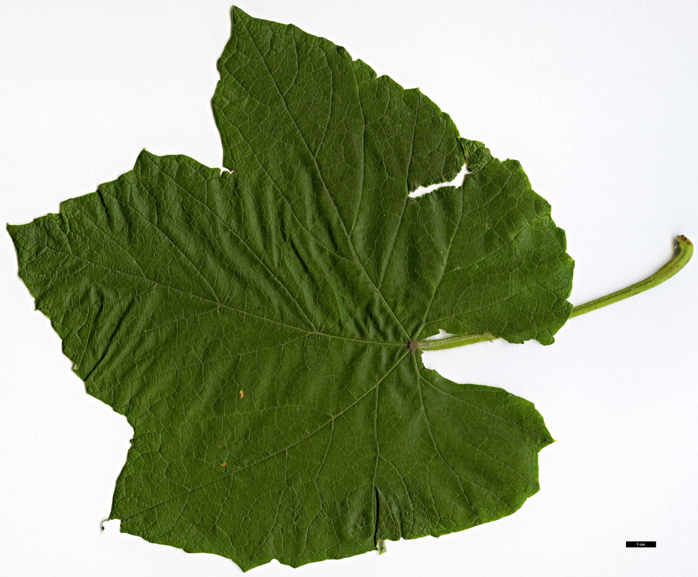 High resolution image: Family: Vitaceae - Genus: Vitis - Taxon: labrusca