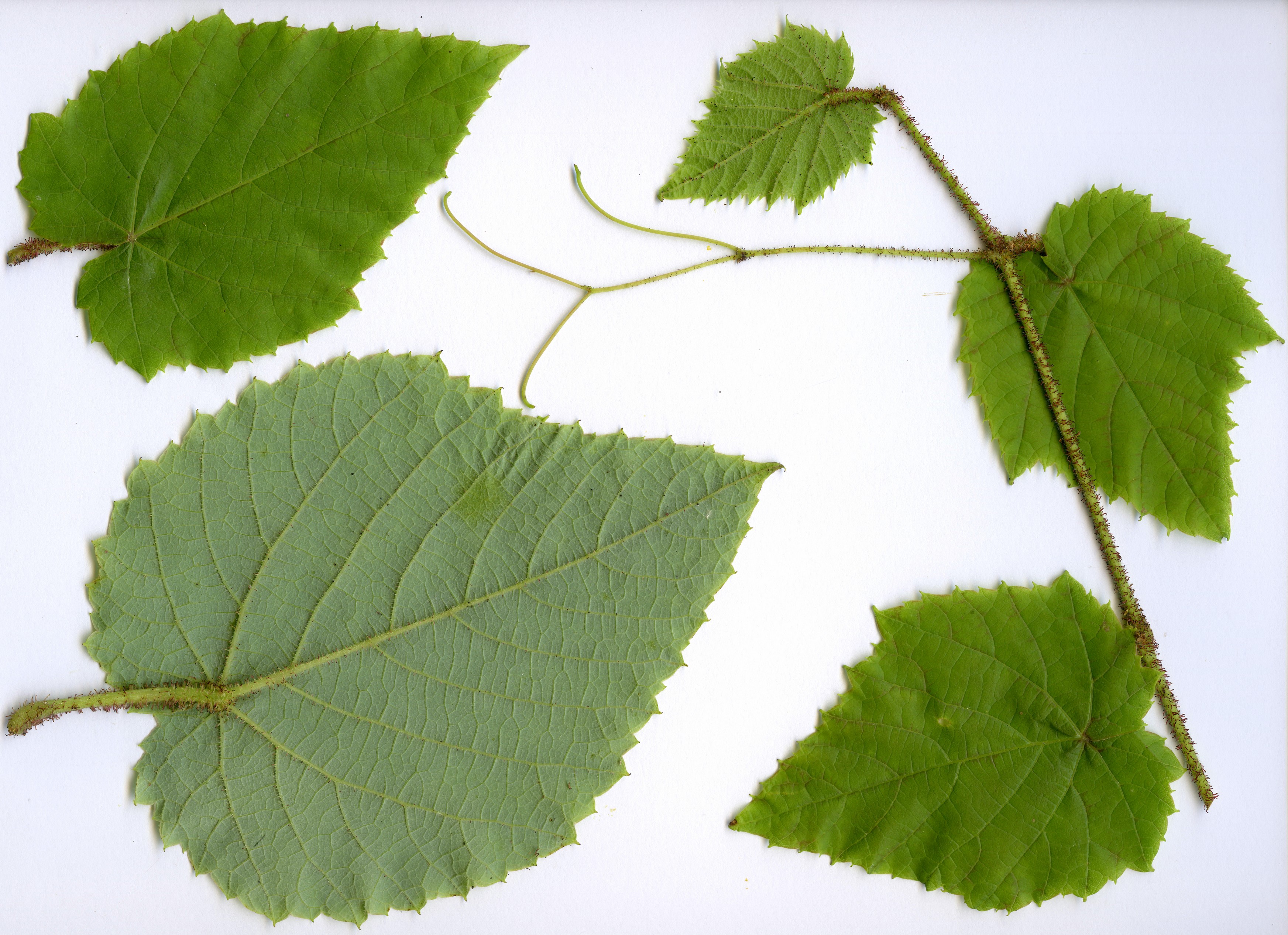 High resolution image: Family: Vitaceae - Genus: Vitis - Taxon: romanetii