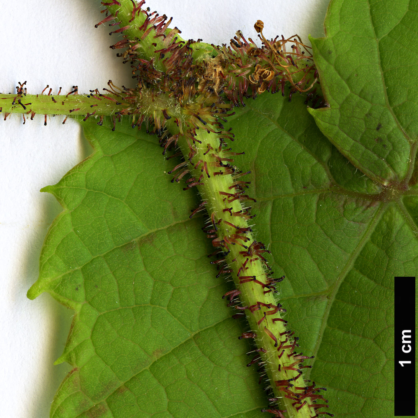 High resolution image: Family: Vitaceae - Genus: Vitis - Taxon: romanetii