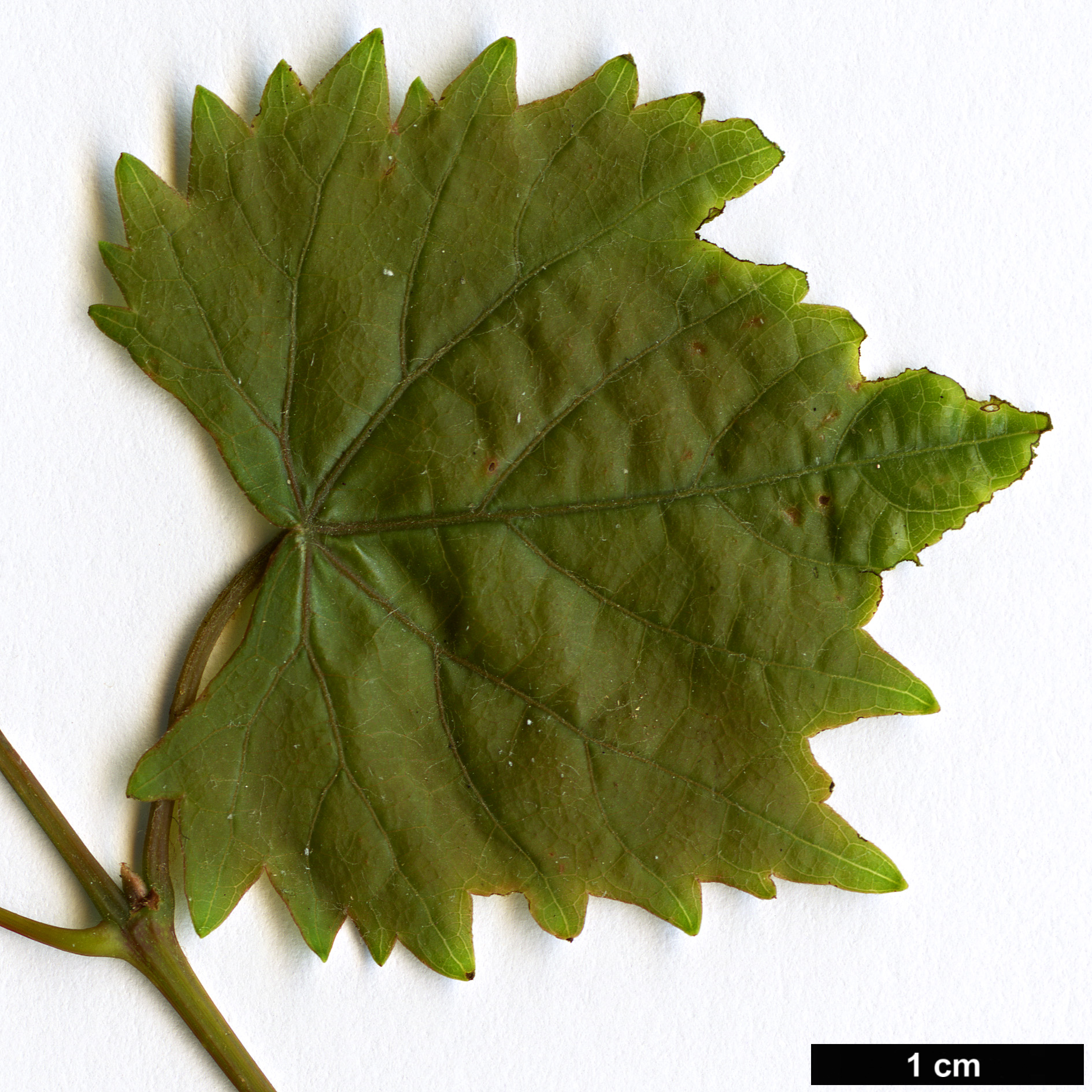 High resolution image: Family: Vitaceae - Genus: Vitis - Taxon: rotundifolia