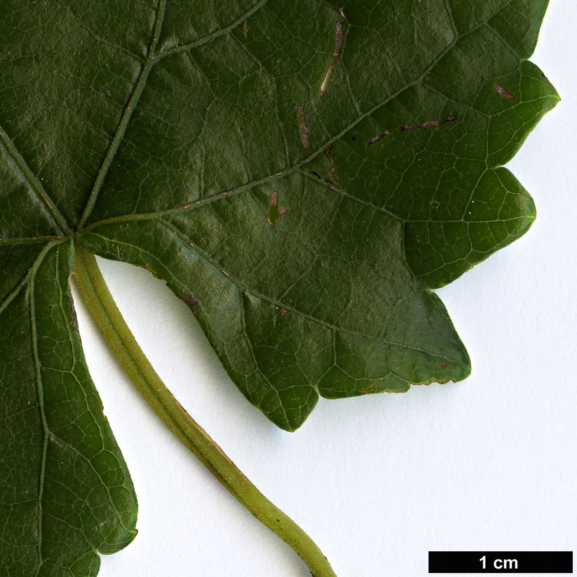 High resolution image: Family: Vitaceae - Genus: Vitis - Taxon: rotundifolia