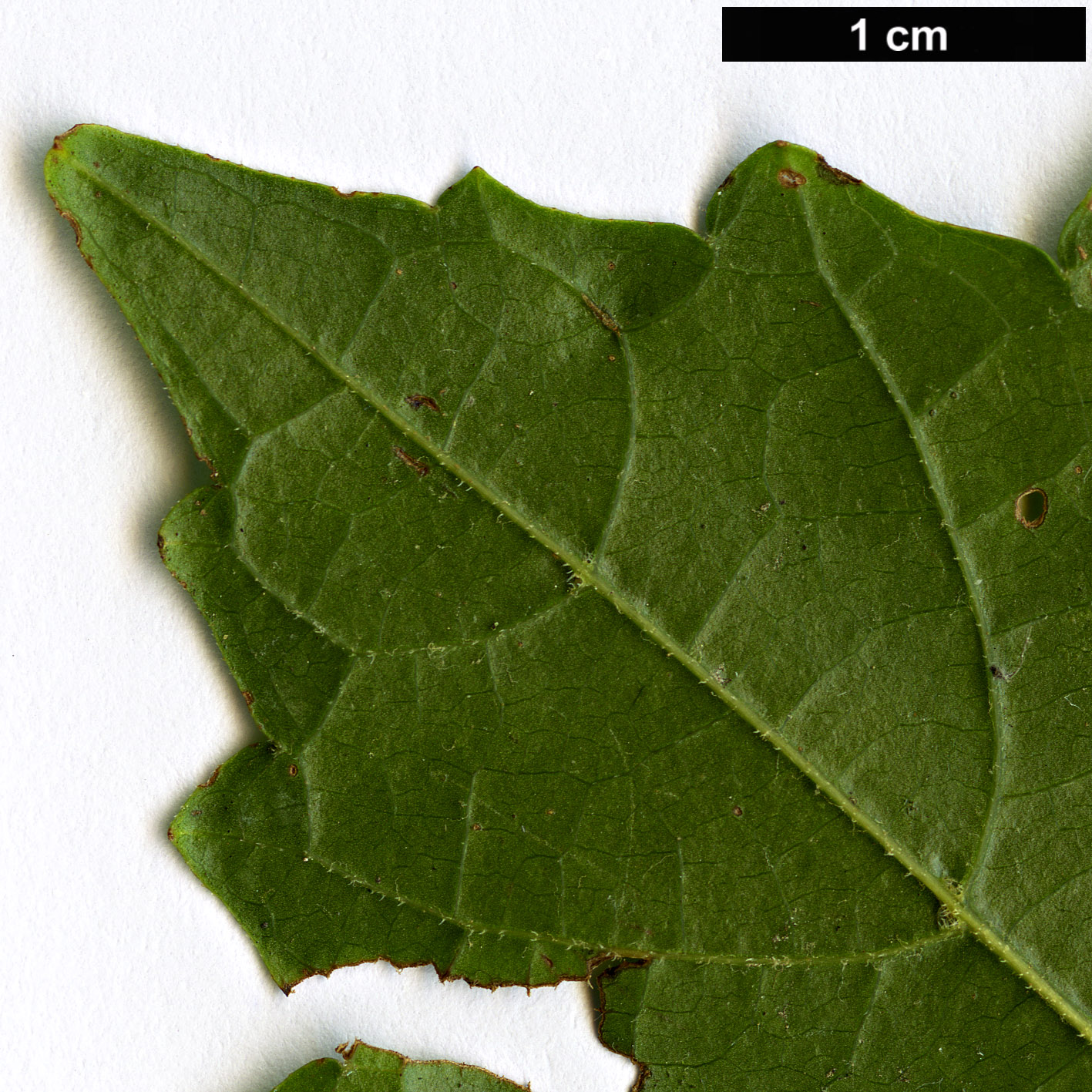 High resolution image: Family: Vitaceae - Genus: Vitis - Taxon: rotundifolia