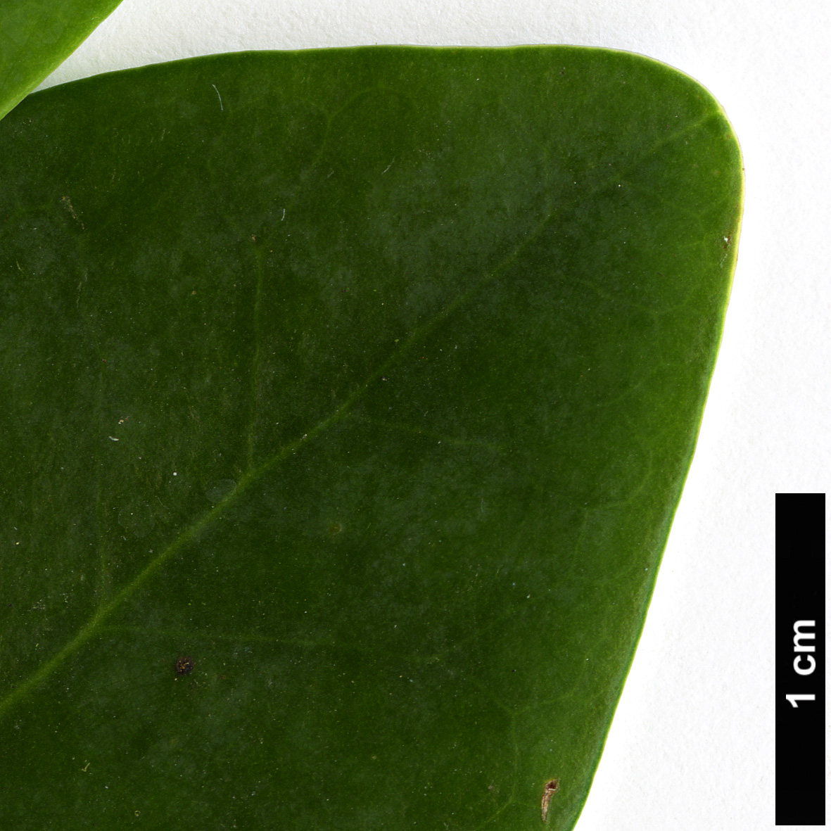 High resolution image: Family: Winteraceae - Genus: Drimys - Taxon: andina