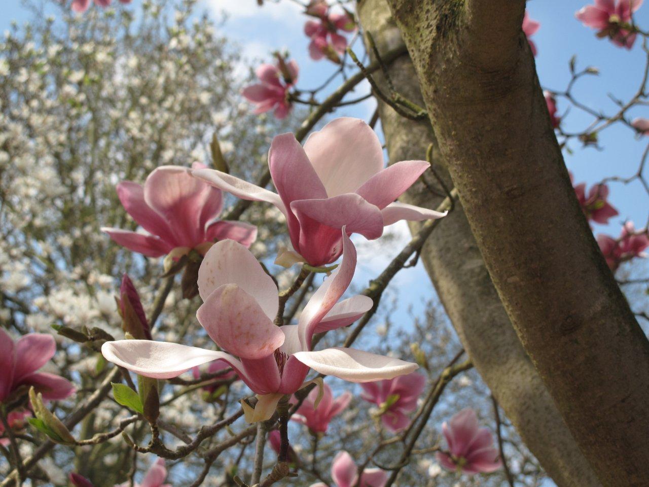 Magnolia 'Wim Rutten'